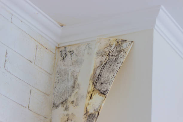 Athens, TX Mold Inspection, Removal & Remediation Company